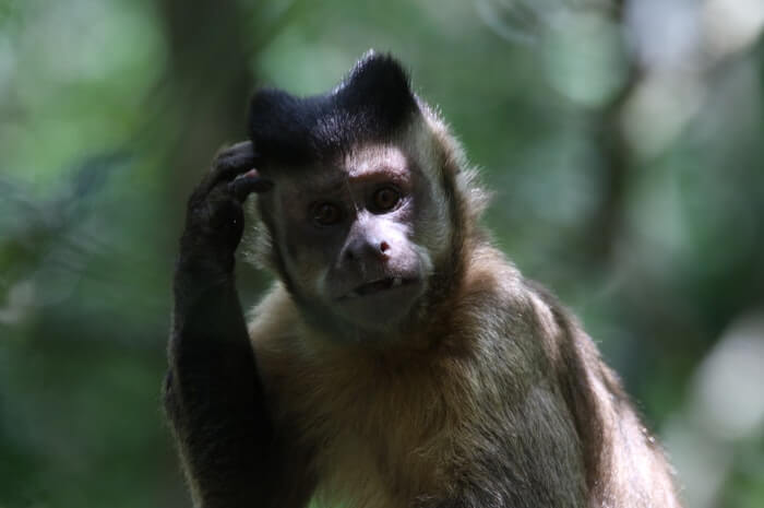 Monkey Monkey